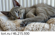 Fluffy young little cat relaxing on warm radiator with plaid against white wall. Red ginger kitten is sleeping in funny pose. Cold season. Banner for website. Pet cat warming up near heater. Heating. Стоковое AI-видео, аниматор Марина Демидюк / Фотобанк Лори