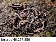 Earthworms on the soil. Production of vermicompost from household food waste. Стоковое фото, фотограф Кутина Татьяна / Фотобанк Лори