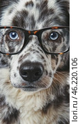 Australian shepherd dog wearing eyeglasses montage on white background. Стоковое AI-видео, аниматор Юрий Поздников / Фотобанк Лори