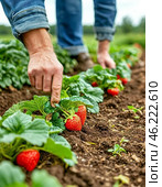 A gardener harvests ripe garden strawberries. Стоковое фото, фотограф Сергей Елизарьев / Фотобанк Лори