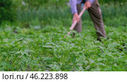 Farmer cultivating land plot in garden. Стоковое видео, видеограф Igor Skripachev / Фотобанк Лори