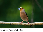 portrait of grosbeak bird sitting on tree branch in spring forest. Стоковое фото, фотограф Бачкова Наталья / Фотобанк Лори