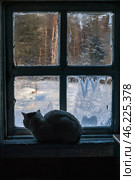 Сибирь, деревенский дом: заледенелое окно, кот на подоконнике. Siberia, a village house: an icy window, a cat on the windowsill. Стоковое фото, фотограф Евгений Романов / Фотобанк Лори