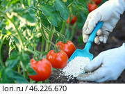 Farmer in blue gloves with fertilizer grains to soil. Hands applying mineral fertilizer white granules to tomato plant. Vegetable garden. Agriculture industry, development, economy investment growth. Стоковое AI-изображение, AI-художник Марина Демидюк / Фотобанк Лори