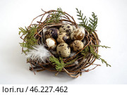 Nest of branches with quail eggs and feathers on white background, easter concept. Стоковое фото, фотограф Зарифа Арсланова / Фотобанк Лори