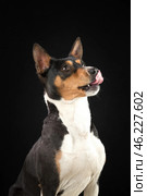 Portrait of a basenji dog on dark background. Стоковое фото, фотограф Светлана Акифьева / Фотобанк Лори