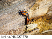 Two firebug, Pyrrhocoris apterus tandem formation when mating on wood trunk. Стоковое фото, фотограф Зарифа Арсланова / Фотобанк Лори