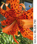 Lilium lancifolium also known as Tiger lily. Vertical shot. Стоковое фото, фотограф Лариса Потехина / Фотобанк Лори