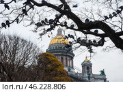 Голуби сидят на ветках дерева на фоне Исаакиевского собора в Санкт-Петербурге (2018 год). Стоковое фото, фотограф Анна Ефимова / Фотобанк Лори