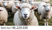 Flock of sheep grazes peacefully in a rustic farm setting alive with nature. Detailed closeup of brown and white sheep herd. Concept of sheep farming and herding. Open-air sheepfold. Farmhouse. Стоковое AI-изображение, AI-художник Евгений Демидюк / Фотобанк Лори