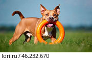An energetic American Pitbull Terrier holds an orange hoop in its mouth, happily playing on the grass in a sunny park. Стоковое AI-изображение, AI-художник Ирина Старикова / Фотобанк Лори