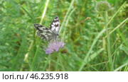 Бабочка Пестроглазка галатея Melanargia galathea. Стоковое видео, видеограф Александр Мамонтов / Фотобанк Лори