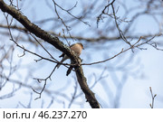 Little bird is on the branch. The Eurasian chaffinch, common chaffinch. Стоковое фото, фотограф EugeneSergeev / Фотобанк Лори