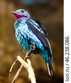 Spangled cotinga sitting on tree branch (Cotinga cayana). South America. Стоковое фото, фотограф Яков Филимонов / Фотобанк Лори