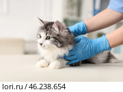 Veterinarian examining cute cat after sterilization in vet clinic. Стоковое фото, фотограф Pixel_shot / Фотобанк Лори