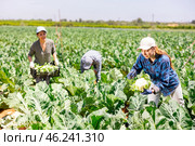Woman farmer harvesting cauliflower at plantation. Стоковое фото, фотограф Яков Филимонов / Фотобанк Лори