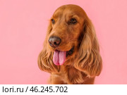 Red cocker spaniel on pink background, closeup. Стоковое фото, фотограф Pixel_shot / Фотобанк Лори