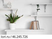Houseplant and books on mantelpiece near white wall. Стоковое фото, фотограф Pixel_shot / Фотобанк Лори