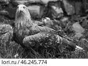 Чёрно-белый портрет степного орла Aquila Nipalensis в траве на фоне размытых камней. Большая хищная птица. Стоковое фото, фотограф Евгений Зимин / Фотобанк Лори