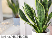 Decorative sansevieria plant in room, closeup. Стоковое фото, фотограф Pixel_shot / Фотобанк Лори