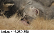 Кошка кормит новорожденных разноцветных котят. A cat feeds newborn colorful kittens. Стоковое видео, видеограф Евгений Романов / Фотобанк Лори
