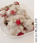 Moldy Raspberries Covered in White Fuzzy Mold in a Plastic Container. Стоковое фото, фотограф Kira_Yan / Фотобанк Лори