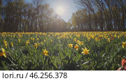 A breathtaking spring meadow covered in golden daffodils and wildflowers, bathed in warm sunlight under a clear blue sky, with tall trees framing the background in a cinematic and dreamy setting. Стоковое AI-видео, аниматор Башкирова Анна / Фотобанк Лори