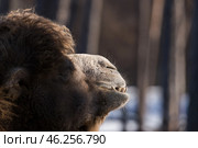 Морда двугорбого верблюда (Camelus bactrianus) крупно. Стоковое фото, фотограф Анна Ефимова / Фотобанк Лори