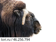 Портрет овцебыка (Ovibos moschatus) в профиль крупным планом на белом фоне. Стоковое фото, фотограф Анна Ефимова / Фотобанк Лори