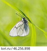 Белая красивая бабочка, боярышница, (Aporia crataegi) сидит на травинке. Бабчка из семейства белянок, вредитель плодовых культур. Стоковое фото, фотограф Анна Ефимова / Фотобанк Лори