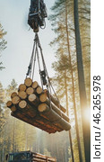 Crane lifting logs onto truck in forest at sunrise. Стоковое AI-видео, аниматор Юрий Поздников / Фотобанк Лори