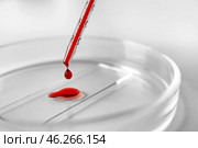 Dripping blood on glass in petri dish, closeup. Стоковое фото, фотограф Pixel_shot / Фотобанк Лори