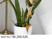 Wilted houseplant near light wall in bedroom, closeup. Стоковое фото, фотограф Pixel_shot / Фотобанк Лори