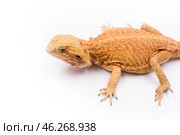 Ящерица бородатая агама морфы лезербэк самка на белом фоне вид сбоку Lizard bearded dragon female morph leatherback red color on white background sideways. Стоковое фото, фотограф Алиса Сокол / Фотобанк Лори