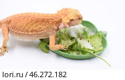 Бородатая агама ест и ставит лапу в миску с салатом, посыпанным витаминами Bearded dragon eats and places paw in bowl of salad sprinkled with vitamins. Стоковое видео, видеограф Алиса Сокол / Фотобанк Лори