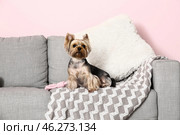 Cute small Yorkshire terrier dog sitting on sofa in living room. Стоковое фото, фотограф Pixel_shot / Фотобанк Лори