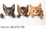Three adorable kittens peeking out from behind a white surface. Their expressive eyes, fluffy paws and curious faces create an atmosphere of coziness and playfulness. The kittens vary in color: on the left is a dark tabby, in the center is a tabby with warmer shades, and on the right is a red, fluffy one with long hair. They look surprised or interested, and their symmetrical arrangement makes the composition even more attractive. The white background emphasizes their natural beauty and makes the image stylish and minimalistic. Стоковое AI-изображение, AI-художник Анна Кривицкая / Фотобанк Лори
