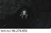 Spider on web at night. Стоковое видео, видеограф Михаил Коханчиков / Фотобанк Лори