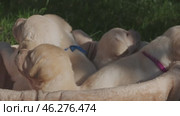 Basket full of cute labrador puppies. Стоковое видео, видеограф Михаил Коханчиков / Фотобанк Лори