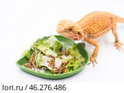 Ящерица рядом с миской с кормом Lizard near bowl with food. Стоковое фото, фотограф Алиса Сокол / Фотобанк Лори