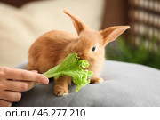 Woman feeding cute fluffy bunny at home. Стоковое фото, фотограф Pixel_shot / Фотобанк Лори