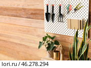 Houseplants and pegboard with gardening tools near wooden wall in room, closeup. Стоковое фото, фотограф Pixel_shot / Фотобанк Лори