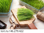 Fresh wheatgrass, bottle and twine on light background. Стоковое фото, фотограф Pixel_shot / Фотобанк Лори