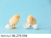 Cute hatched chicks on color background. Стоковое фото, фотограф Pixel_shot / Фотобанк Лори