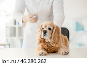 Veterinarian vaccinating cute dog in clinic. Стоковое фото, фотограф Pixel_shot / Фотобанк Лори