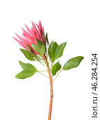 Beautiful protea flower on white background. Стоковое фото, фотограф Pixel_shot / Фотобанк Лори
