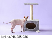 Funny Sphynx cat near scratching post on color background. Стоковое фото, фотограф Pixel_shot / Фотобанк Лори