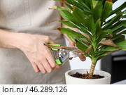 Woman cutting dry leaf of wilted houseplant at home, closeup. Стоковое фото, фотограф Pixel_shot / Фотобанк Лори