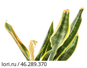 Wilted snake plant on white background, closeup. Стоковое фото, фотограф Pixel_shot / Фотобанк Лори