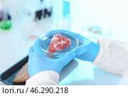 Scientist holding Petri dish with meat sample in laboratory, closeup. Стоковое фото, фотограф Pixel_shot / Фотобанк Лори